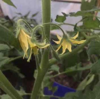 tomato flower